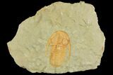 Cambrian Trilobite (Protolenus) - Tinjdad, Morocco #141869-1